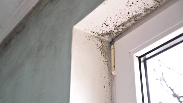 Best Airborne Mold Testing  in Grayling, MI