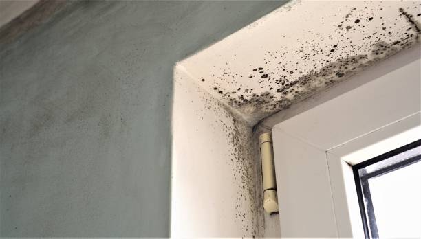 Best Industrial Mold Remediation  in Grayling, MI