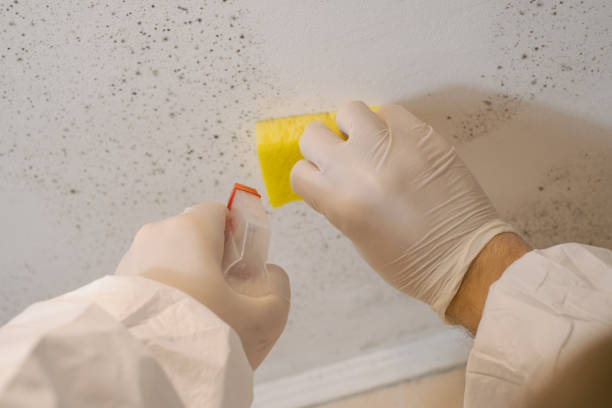 Best Mold Documentation for Insurance Claims  in Grayling, MI