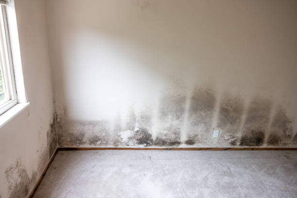Best Air Quality Testing for Mold Spores  in Grayling, MI