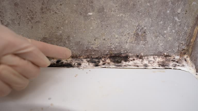 Best Airborne Mold Testing  in Grayling, MI
