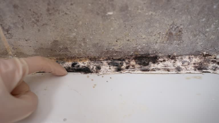 Best Mold Odor Removal Services  in Grayling, MI
