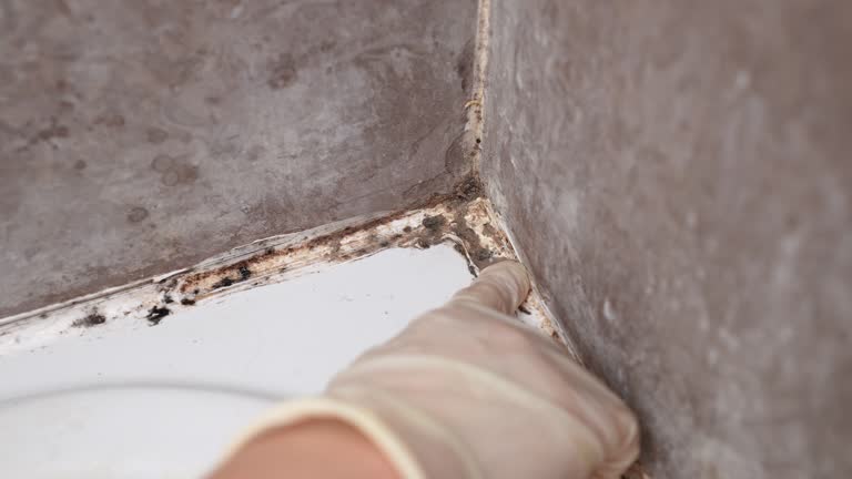 Best Mold Remediation for Healthcare Facilities  in Grayling, MI